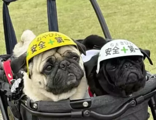 「小さいおっさんがいるみたい」うれしい光景　犬のおかげで人生激変…SNS通じて仲間が全国に