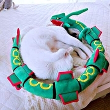 「猫よけにレックウザ置いてたのに…」警戒心ゼロで中にすっぽり　「シンデレラフィット」「余計くつろいでる」「完全に枕扱い」