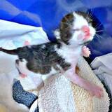 「生後5日、体重118gのハチワレ子猫を保護　愛犬の命日に訪れた「運命」　家族一丸の24時間育児を経て美しく成長中！」の画像1