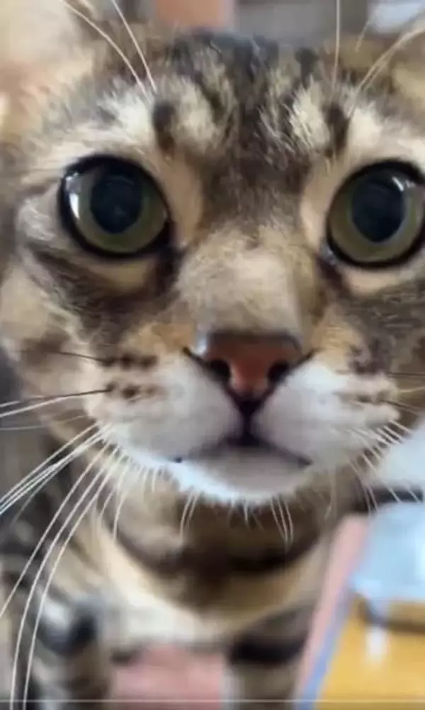 「交通事故で死んだ猫に似ているから」と里親希望　外飼いのやり方に不安を覚え断ると…まさかの行動に「お金の問題ではない」