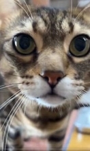 「交通事故で死んだ猫に似ているから」と里親希望　外飼いのやり方に不安を覚え断ると…まさかの行動に「お金の問題ではない」