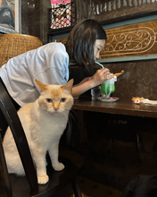 椅子は猫が占領、客はクリームソーダを立ち飲み　「猫が主役」の喫茶店に反響「私が椅子になります！」「むしろご褒美」