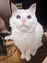 「どこにいるかわからない」→真っ白な毛布と同化した亡き愛猫の思い出写真に4.7万いいね　「完全迷彩！」「見事なカモフラージュ率」