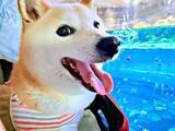 「初めて水族館を訪れた柴犬→キラキラ笑顔からの……！？ 「落差が愛しい」「10歳ぐらい老けてる」」の画像1