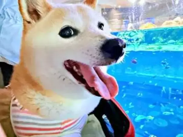 初めて水族館を訪れた柴犬→キラキラ笑顔からの……！？ 「落差が愛しい」「10歳ぐらい老けてる」