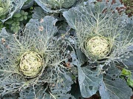 「農薬を使わないというのは、こういうこと」虫に食べられ、「葉脈だけ残ったキャベツ」が593万回表示　農家が語った栽培の現実