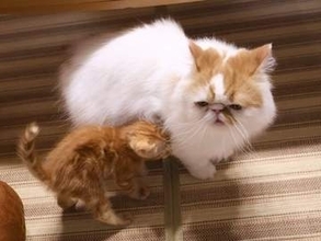 たった一度の毛づくろいで「パパ〜♡」　甘えん坊スイッチが入った子猫の重すぎる愛に6歳猫が困惑「こんなはずでは…」