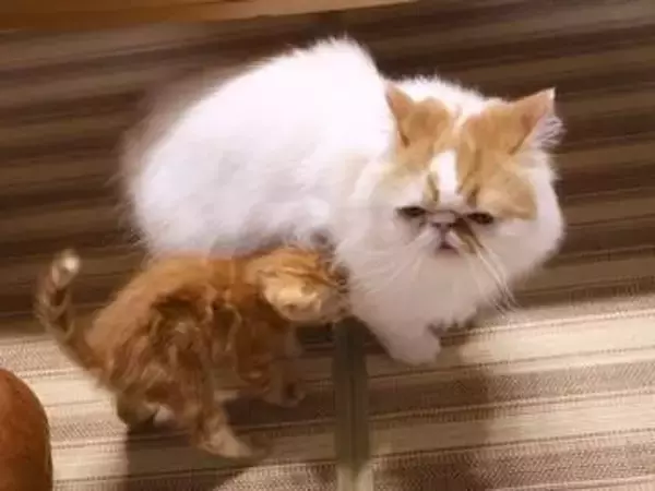 たった一度の毛づくろいで「パパ〜♡」　甘えん坊スイッチが入った子猫の重すぎる愛に6歳猫が困惑「こんなはずでは…」