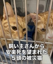 「猫5匹の里親を探して」被災し入院中の飼い主、住まいや仕事も探せず……保護団体が受け入れるも、その後に届いた願い「また一緒に暮らしたい」