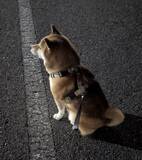 「「陸上部の練習を見守る」柴犬「なお、知り合いや関係者は誰もいない」一体ナゼ？」の画像1