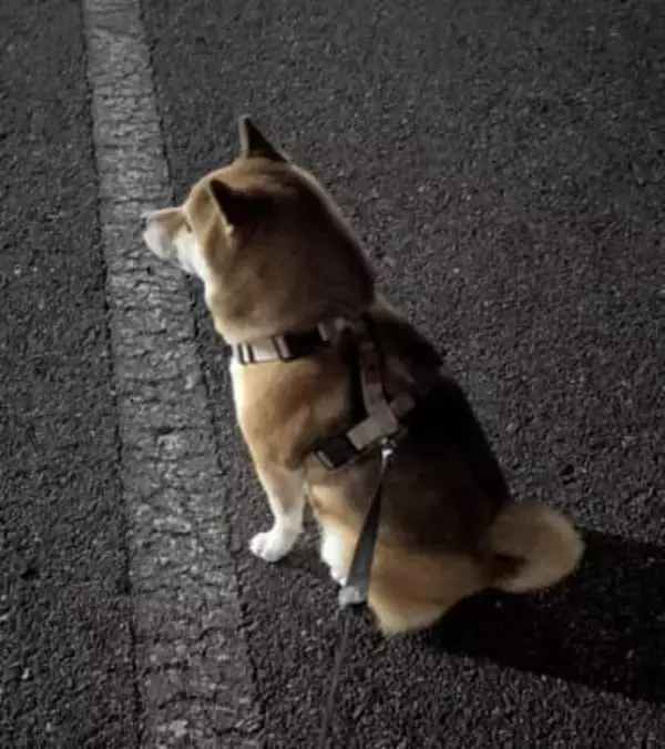 「陸上部の練習を見守る」柴犬「なお、知り合いや関係者は誰もいない」一体ナゼ？