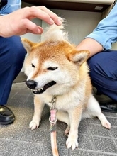 交番が大好きな柴犬、おまわりさんにナデナデしてもらいゴキゲン→交番を出ると「拒否柴」発動！　勝手気ままぶりが「かわいすぎます」