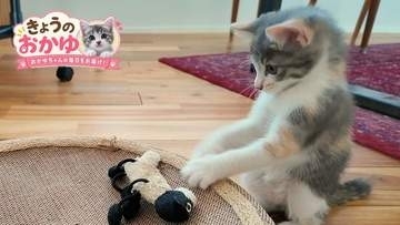 保護当時は体重525g、ペットボトル1本分ほどだった子猫が…今ではぬいぐるみ相手に猛ダッシュ！　でんぐり返しも披露「勇者の姿」「最強伝説」