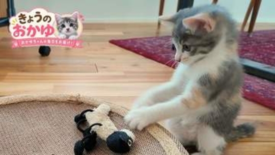 保護当時は体重525g、ペットボトル1本分ほどだった子猫が…今ではぬいぐるみ相手に猛ダッシュ！　でんぐり返しも披露「勇者の姿」「最強伝説」