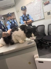 新宿歌舞伎町に首輪をした迷い猫　車の通る大通りを渡り始め…見てられずホストが保護　アレルギーがあるのに交番へ