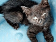 危険な道路をヨロヨロ歩く子猫「命が危ない」　体重350グラムの瀕死の状態から1年　家庭を明るく照らすムードメーカーに