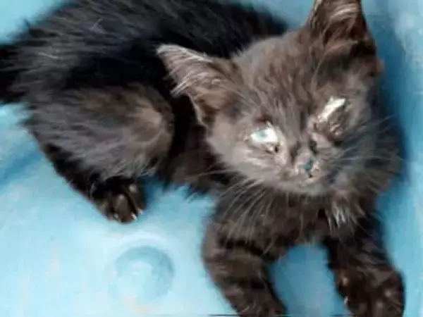 危険な道路をヨロヨロ歩く子猫「命が危ない」　体重350グラムの瀕死の状態から1年　家庭を明るく照らすムードメーカーに