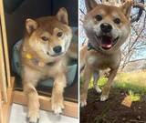 「「無表情」だった保護柴犬→1年後の姿に「愛されてるのがわかる！」の声「悩んで悩んで迎えて…幸せになってもらいますっ」」の画像1