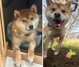 「無表情」だった保護柴犬→1年後の姿に「愛されてるのがわかる！」の声「悩んで悩んで迎えて…幸せになってもらいますっ」
