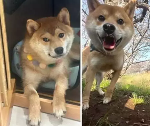 「無表情」だった保護柴犬→1年後の姿に「愛されてるのがわかる！」の声「悩んで悩んで迎えて…幸せになってもらいますっ」