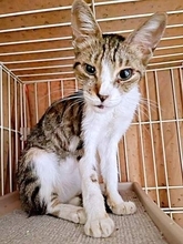 「うちで看取ろう」真夏のコンクリートの上で瀕死状態だったガリガリの子猫　覚悟を決めて保護すると…