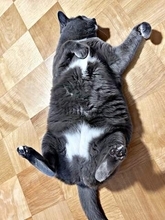 元保護猫のお腹には「シイタケ」みたいな模様が2つ　 「想像よりずっとシイタケ」「飾り切りされてる」本人にも自覚があるようで…？