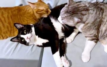 「どや、うらやましいやろ？」両側から毛づくろいされる猫に7.5万いいね　満足げな表情に「この猫になりたい」「お手本のようなドヤ顔」