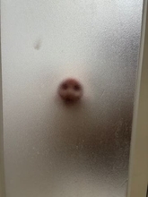 「トーマスの顔？」入浴中のブタさん、助けを求める姿に反響「急いで出て抱きしめたくなる」