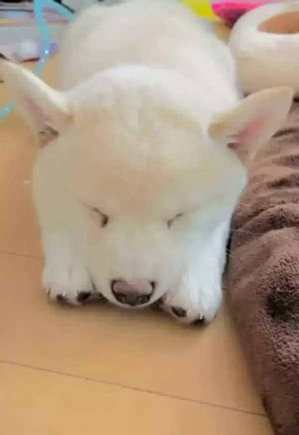 「大きくなっても同じ寝方してる」柴犬さんの寝姿のビフォーアフター「いつまでも赤ちゃん」「大きくなってもかわいい」