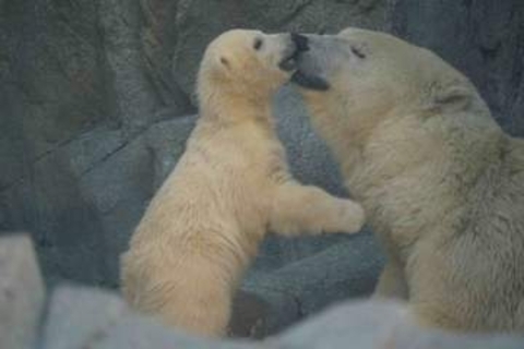 秋田の水族館で3頭目！ホッキョクグマの赤ちゃんが元気いっぱい成長中　繁殖・子育てに寄り添う飼育担当の思い