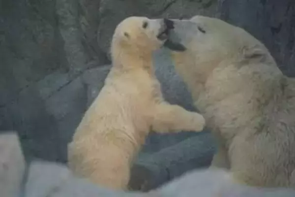 秋田の水族館で3頭目！ホッキョクグマの赤ちゃんが元気いっぱい成長中　繁殖・子育てに寄り添う飼育担当の思い