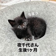 壁の中から救出された体重わずか250グラムの黒猫　お気に入りの「ドーナツ穴」で成長を比較すると…1年後の姿に「貫禄ある！」