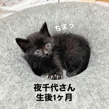 壁の中から救出された体重わずか250グラムの黒猫　お気に入りの「ドーナツ穴」で成長を比較すると…1年後の姿に「貫禄ある！」