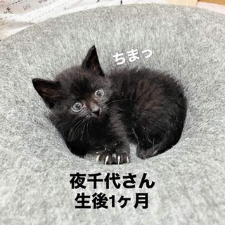 壁の中から救出された体重わずか250グラムの黒猫　お気に入りの「ドーナツ穴」で成長を比較すると…1年後の姿に「貫禄ある！」