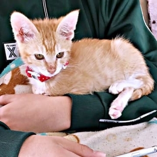 飼い主の死で取り残された子猫　ペットロスで8年悲しみに暮れた夫婦が受け取った命のバトン