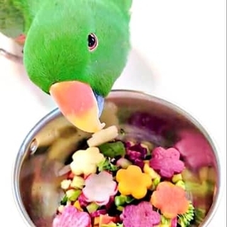 ご飯を型抜きしたら…「何これ？」インコの笑える〝困惑顔〟「めっちゃ困ってる」「鳥類の上目遣い、初めて見た」