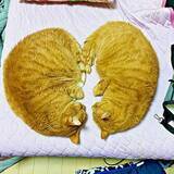 「「見ると幸せになれるハート」のつもりで愛猫の写真を送ったら→返ってきた言葉はまさかの…！？ 的確すぎる指摘に10万人が感心＆爆笑」の画像1