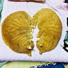 「見ると幸せになれるハート」のつもりで愛猫の写真を送ったら→返ってきた言葉はまさかの…！？ 的確すぎる指摘に10万人が感心＆爆笑