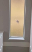 春になると、朝5時から窓をコンコン突きにくる鳥　CDも紐も無視され3年目…カラスや鷹の置物は「自分たちがびっくりしそう」で断念