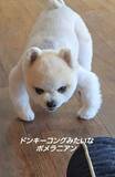 「「ドンキーコングみたい」独特な座り方で飼い主をガン見する犬さん「メンチ切ってカッコいいね」健康を心配する声も」の画像1