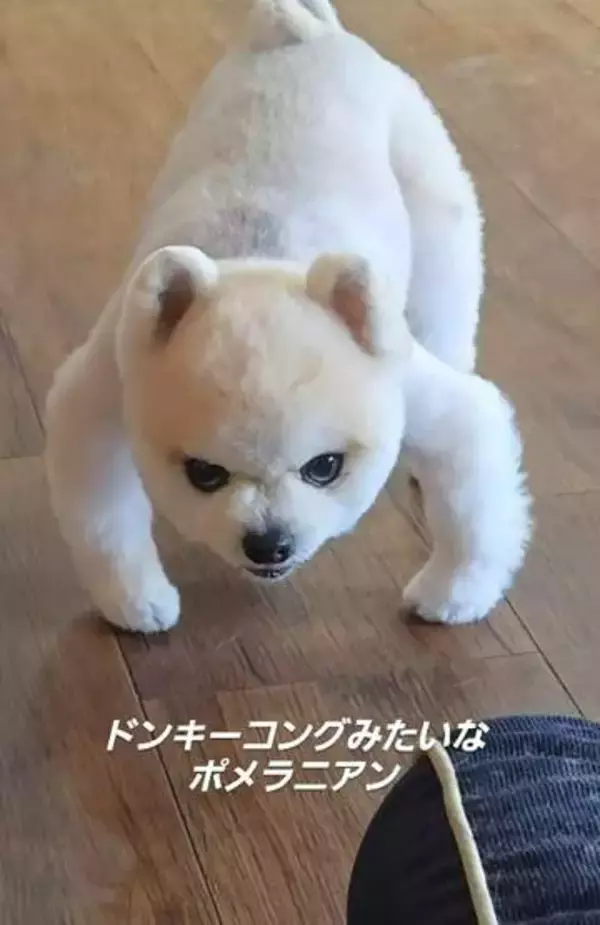 「ドンキーコングみたい」独特な座り方で飼い主をガン見する犬さん「メンチ切ってカッコいいね」健康を心配する声も