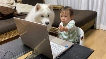 ベビーベッド越しに赤ちゃんを見守っていたサモエド犬　1年半後には隣に並んで“パソコン会議”　「教えてあげているみたい」