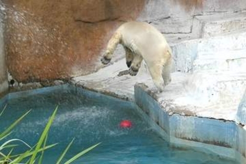 「ジャンプ1回」で観覧場所の交替を　新居への引っ越し迫る天王寺動物園のホッキョクグマ舎が「見納め観覧」で大混雑　飼育員からのお願い