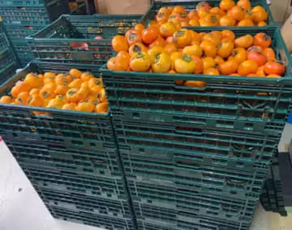 クマ被害の一因となる放置される柿を命がけで収穫・販売！売上をクマ対策にあてる活動が話題に