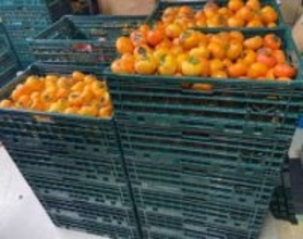 クマ被害の一因となる放置される柿を命がけで収穫・販売！売上をクマ対策にあてる活動が話題に