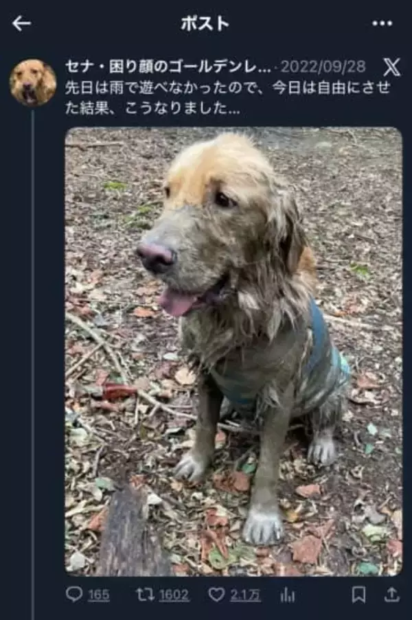 何が目的？「迷子犬を保護した」←他人の愛犬の写真を無断転用、ウソの投稿「最低すぎる」