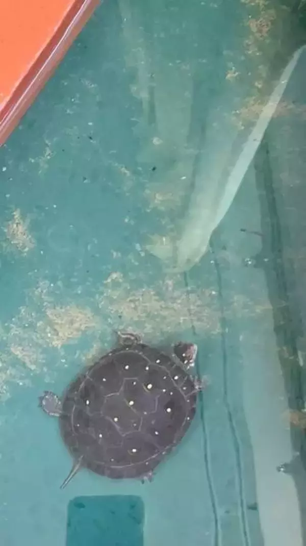 「水道壊れたんだけど」「えっ、えっ」パイプを引き抜いてみると……スルリと出てきた塊