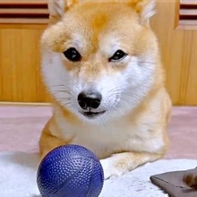 転がしたボールが鼻に直撃…「どうして？」柴犬のしょんぼり顔が大反響　「最後の5秒間、かわいすぎます」「表情がめっちゃ正直！！」