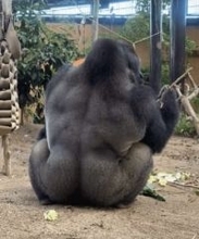 立派な背中になってきた……ゴリラのマッチョ姿は、日々のトレーニング？　「なんで肉を食わずにこんな身体が」「全トレニーの憧れ」