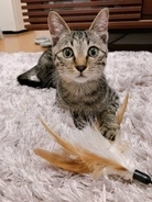 双極性障害で故郷にUターン…生き方に悩んでいた中で出会った保護猫 「守るものがいたから、強くいられた」飼い主が“第二の人生”を歩み始めるまで